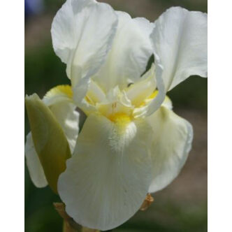 Iris germanica 'Lugano' – Kerti nőszirom