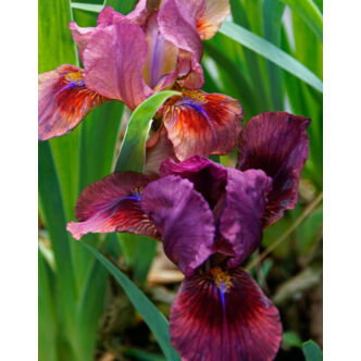 Iris pumila 'Pastel Charm' – Apró nőszirom