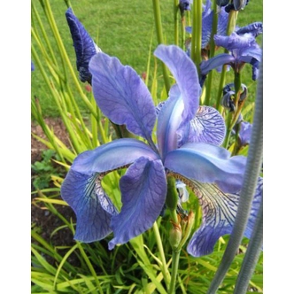 Iris sibirica 'Frans Gold' – Szibériai nőszirom