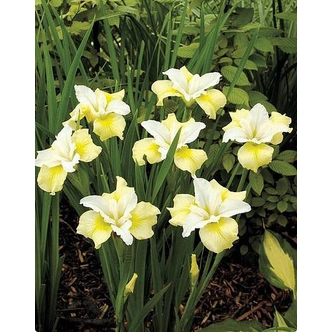 Iris sibirica 'Moonsilk' – Szibériai nőszirom