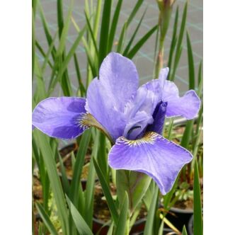 Iris sibirica 'Silver Edge' – Szibériai nőszirom