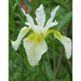 Iris sibirica 'Snow Queen' – Szibériai nőszirom