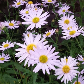 Kalimeris incisa 'Charlotte' – Tarka kalimerisz