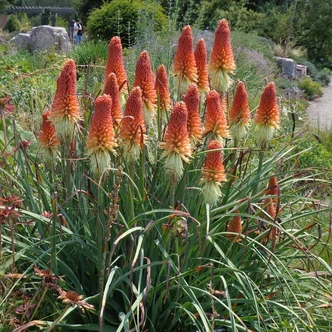 Kniphofia caulescens – Fáklyaliliom