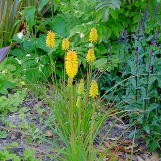 Kniphofia citrina – Fáklyaliliom