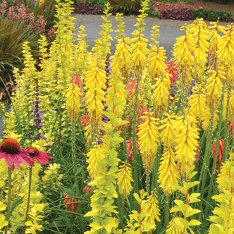 Kniphofia 'Lemon Popsicle' – Fáklyaliliom