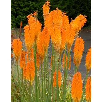 Kniphofia 'Mango Popsicle' – Fáklyaliliom