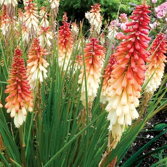 Kniphofia 'Orange Vanilla Popsicle'® – Fáklyaliliom