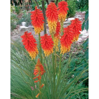 Kniphofia 'Papaya Popsicle' – Fáklyaliliom