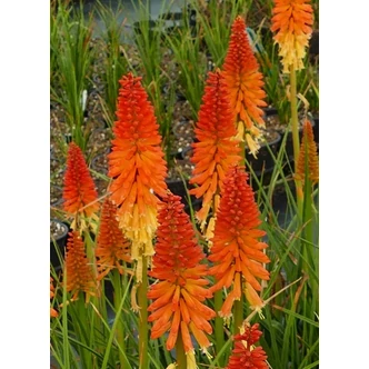 Kniphofia 'Pyromania Backdraft' – Fáklyaliliom