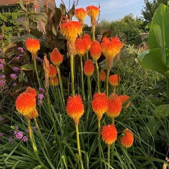 Kniphofia rooperi  – Fáklyaliliom