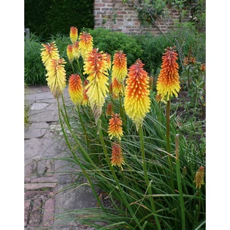 Kniphofia 'Royal Standard' – Fáklyaliliom