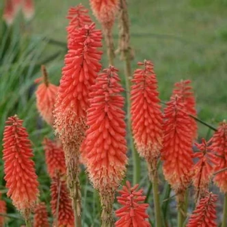 Kniphofia uvaria 'Echo Rojo'® – Fürtös fáklyaliliom