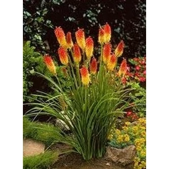 Kniphofia uvaria 'Royal Castle' - Fürtös fáklyaliliom