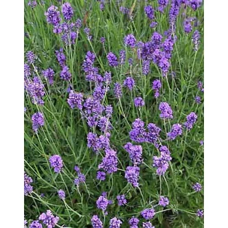 Lavandula angustifolia 'Robusta' – Angol levendula, keskenylevelű levendula, orvosi levendula, közönséges levendula Lavandula angustifolia 'Robusta' – Angol levendula, keskenylevelű levendula, orvosi levendula, közönséges levendula