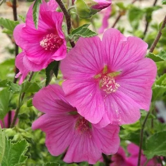 Lavatera 'Burgundy Wine' – Kerti madármályva Lavatera 'Burgundy Wine' – Kerti madármályva