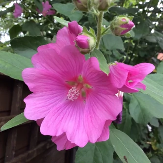 Lavatera x clementii 'Rosea' – Madármályva Lavatera x clementii 'Rosea' – Madármályva