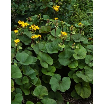 Ligularia dentata 'Desdemona' – Kínai hamuvirág