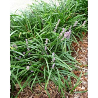 Liriope graminifolia – Fűlevelű gyepliliom