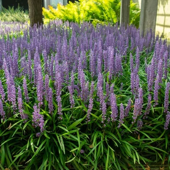 Liriope japonica – Gyepliliom