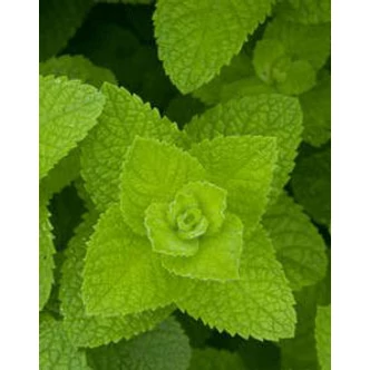 Mentha suaveolens – Alma illatú menta Mentha suaveolens – Alma illatú menta