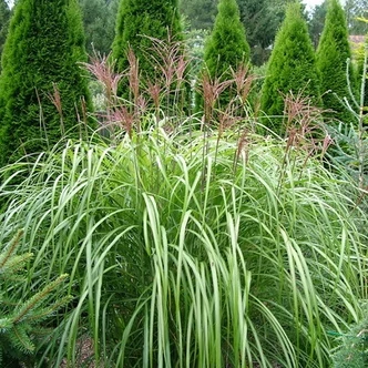 Miscanthus sinensis 'Blütenwunder' – Molnárpántlika Miscanthus sinensis 'Blütenwunder' – Molnárpántlika