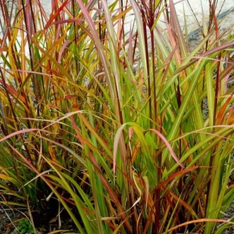 Miscanthus sinensis 'Brazil'® – Molnárpántlika