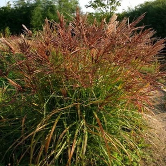 Miscanthus sinensis 'Ferner Osten' - Molnárpántlika Miscanthus sinensis 'Ferner Osten' - Molnárpántlika