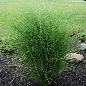 Miscanthus sinensis 'Gracillimus' - Molnárpántlika