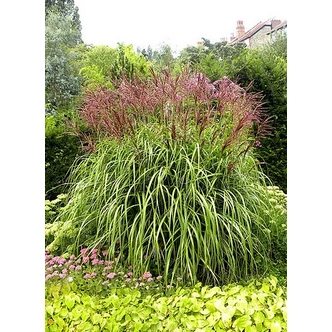 Miscanthus sinensis 'Malepartus' – Molnárpántlika