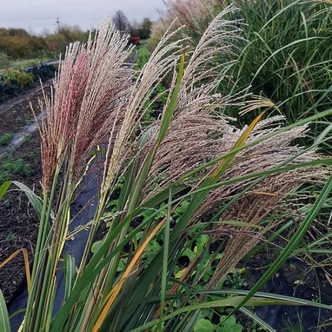 Miscanthus sinensis 'New Hybrids' – Molnárpántlika