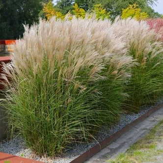 Miscanthus sinensis 'Silver Spinner' – Molnárpántlika