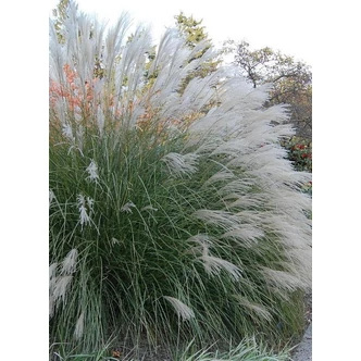 Miscanthus sinensis 'Yaku Jima' – Molnárpánlika