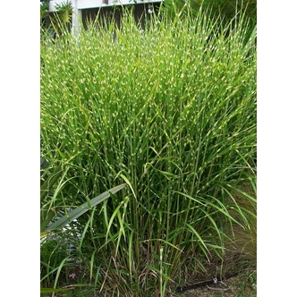 Miscanthus sinensis 'Zebrinus' - Csíkos zebrafű Miscanthus sinensis 'Zebrinus' - Csíkos zebrafű