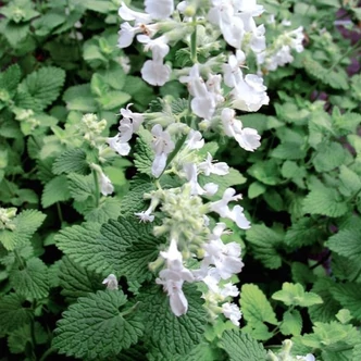 Nepeta cataria ssp citriodora – Citromillatú macskamenta