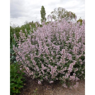 Nepeta racemosa 'Amelia' – Macskamenta