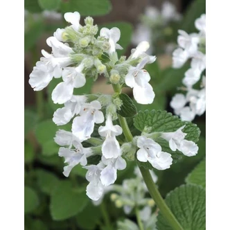 Nepeta racemosa 'Snowflake' – Kaukázusi macskamenta