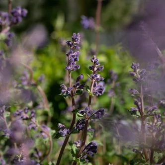 Nepeta 'Six Hills Giant' - Macskamenta Nepeta 'Six Hills Giant' - Macskamenta
