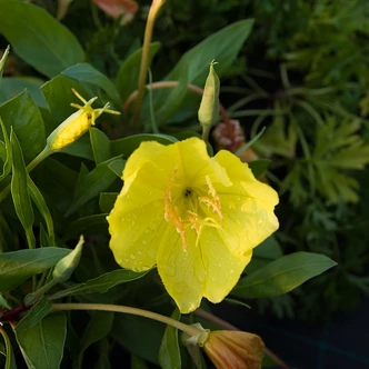Oenothera macrocarpa (syn.: Oenothera missouriensis) - Missouri ligetszépe, alacsonyszárú ligetszépe