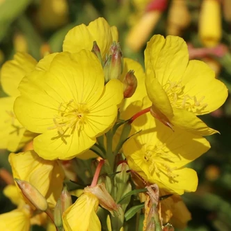 Oenothera tetragona (syn.: Oenothera fruticosa subspecies glauca) - Négyszögletes ligetszépe