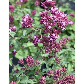 Origanum 'Rosenkuppel' – Oregánó