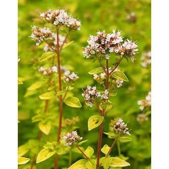Origanum vulgare 'Aureum' (syn. 'Golden') – Oregánó