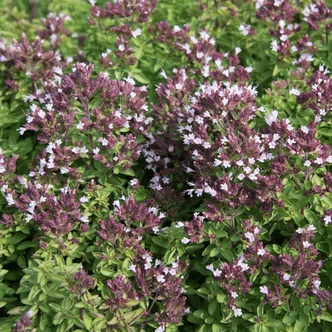 Origanum vulgare 'Compactum' - Tömött vadmajoranna (szurokfű; oregánó)