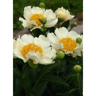 Paeonia 'Claire de Lune' – Hibrid bazsarózsa Paeonia 'Claire de Lune' – Hibrid bazsarózsa