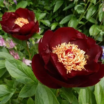 Paeonia 'Dark Eyes' – Itoh bazsarózsa