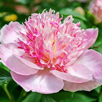 Paeonia lactiflora 'Do Tell' – Illatos bazsarózsa