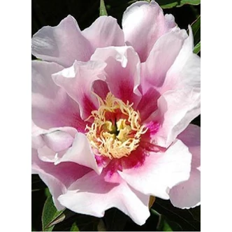 Paeonia x ITOH 'Ballarena de Saval' – Itoh bazsarózsa