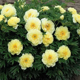Paeonia itoh 'Bartzella' – Itoh bazsarózsa Paeonia itoh 'Bartzella' – Itoh bazsarózsa