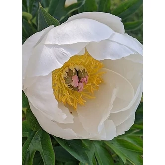 Paeonia x ITOH 'Love Affair' – Itoh bazsarózsa