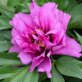 Paeonia x ITOH 'Morning Lilac' – Itoh bazsarózsa